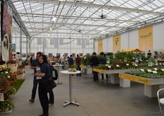 Volmary is a big player in almost any field of breeding and seed production: in flowers, fruits and vegetables. The company took the opportunity to present novelties in each of these assortments. For example, the Winter Wonders calendula series, which is appreciated for its high mildew tolerance, or, on the other hand of the spectrum, the sweet pepper snack series in three different colors, stand out.