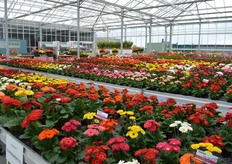 As always at Florist, a lot of colors!