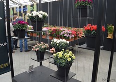 Among the novelties, many new dahlia and carnation varieties hit the spotlights. On the picture the Rebel dahlia series, which will be available in 7 different colors