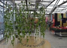 The well-known Greentrick celebrates its 10th anniversery this year!