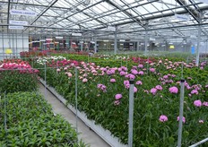 In the, literaly, flowertrials at HilverdaKooij