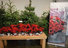 'The Grace, a good alternative to the poinsettia', says Lisanne