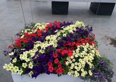 The new Petunia line of Pac Elsner. Happytoonia, trailing types with early floering, that will show extra strength in the late summer - as it is resistant to mildew and will look fresh and nice still in September.