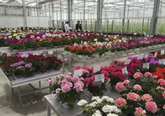 Elsner pac showed many varieties on assortment tables in 13cm pots. According to Antonia Feindura of Elsner pac, it is most important to producers to see it as stands in greenhouse.