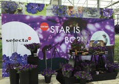 Selecta One in Germany.