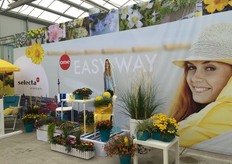 Selecta One in Germany.