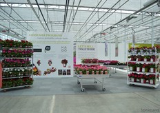 Syngenta also showcased their Consumer Programs; Everydaywonder, Plant & Joy and Kado. Each concept is for a specific target group. The Everydaywonder, for example is for the engaged and novel gardeners looking for best value for money, the Plant&Joy is for the engaged gardeners looking for inspiration and the Kado is for the non-gardeners looking for convenience and robust flowers. In this way they think ahead and can create a demand.