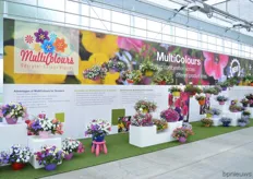 The MultiColours of Syngenta. The younger generation wants larger, complete and low maintenance plants. The MultiColours meet these demands as different plants are being supplied together in a fixed pot to the end consumer. The cuttings are not delivered together in one plug, which enables the plant to grow bigger.
