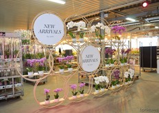 The new arrivals of Sion.