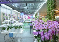 The FlowerTrials location at Sion.