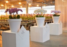 The Topsellers of Sion, from left to right: Flirtation, Centurion, Mountion