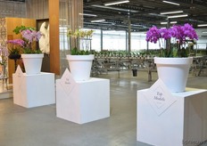 The Topsellers of Sion: from left to right: Decoration, Pulsation and Evolution.