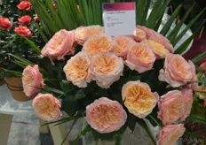 Een nieuwe pracht roos bij Olij Breeding, de Victorian Secret