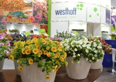 The varieties of Westhoff.
