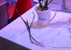 Nieuw in het assortiment bij Axia Vegetable Seeds