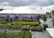 Het containerveld van Florensis. Dit is het daadwerkelijke testveld. Het enige wat voor de FlowerTrials is aangepast zijn de planten in potten (aan de rechterkant van de foto). Een aantal van hun highlights lieten ze ook op deze manier zien.