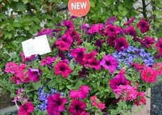 MixMasters Multispecies Fashionista is een toevoeging aan de MixMasters serie van Florensis. De combinatie bestaat uit een paarse petunia, roze en blauwe lovelia. a new addition to the MixMasters series of Florensis. De Mixmasters combinaties worden geleverd in 3 pluggen die bij elkaar worden gehouden met een elastiekje.