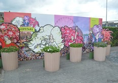 The Popstars serie van Florensis. Het is een nieuwe phlox serie met een speciale bloemvorm en bestaat uit alleen maar felle en opvallende kleuren. Deze eenjarige plant is van nature compact en vertakt zeer goed. Verder is deze soort zeer hitte tolerant. Elke phlox is gerelateerd aan een muziekstijl.