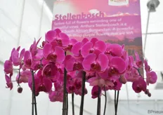 "De Stellenbosch is een nieuwe phalaenopsis varieteit met een diepe paarse kleur. "Door deze kleur is deze varieteit op de markt gezet", zegt de Hoog. that has a deep purple color. "Because of this unique color, it is being put on the market", says de Hoog."