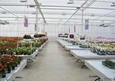 De 'walk of fame' bij Anthura. Aan de linkerkant de Anthuriums en aan de rechterkant de phalaenopsis.