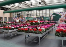 De cyclamen van Schoneveld Breeding.