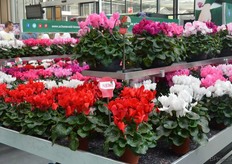 In de Mammoth cyclamen serie heeft Schoneveld Breeding een donker rode kleur toegevoegd. In de veredeling schijnt is de rode kleur een uitdaging. Alleen in deze grote serie miste de rode kleur nog.