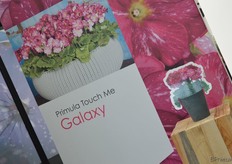 Ondanks dat Schoneveld Breeding de Primula Touch Me Galaxy niet fysiek kon laten zien, was het toch goed gepromoot. Deze nieuwe primula heeft roze bloemen met witte spikkels.