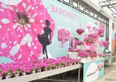 De Babydoll van Selecta one is tijdens de FlowerTrials officieel gelanceerd. Deze nieuwe petunia heeft qua uitstraling veel weg van de Nightsky, maar is niet hetzelfde. Ze kunnen namelijk niet samen gekweekt worden. Volgens Henk Dresselhuys, Director of Product Management and Elite bij Selecta one, de Babydoll is een compacter, sneller groeiend en halfhangende groei en de Nightsky een meer hangende groei.