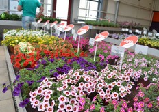 Selecta one heeft haar Calibrachoa MiniFamous serie geüpdatet met nieuwe varieteiten. De gehele serie is nu meer uniform. In de hoofdserie, Uno, hebben ze 9 noviteiten geintroduceerd.