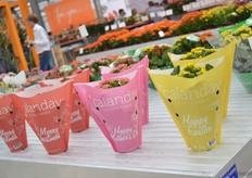 De nieuwe papieren hoes van de Calanday.