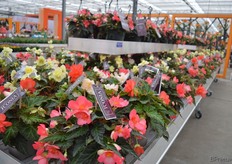 Ook Dümmen Orange's I’Conia Begonia’s werd goed gepresenteerd. Miss Malibu, een begonia in deze serie, heeft was de winnaar van de FleuroStar award 2016.