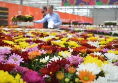 Op deze foto is de uniformiteit van de potchrysanten van Dümmen Orange goed te zien.
