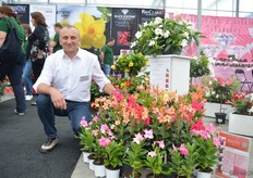 Erick Ciraud van DHM Innovation met de 2016 en 2017 dipladenia noviteiten; Diamantina Topaze White, Opale Orange Coral, Platinum Tourmaline Intense Fuchsia, Jade Orange Coral en Adventurine Violine. White en Violine zijn de twee nieuwste variëteiten. White is een kleurtoevoeging aan de bestaande Topaze series. Door de snelle groei wordt deze bodembedekkende plant gebruikt voor de hanging baskets. De bloesem capaciteit is goed en de Topaze 'White' heeft als kenmerk een nieuw soort blad. Violine heeft als kenmerk een nieuwe kleur. De verscheidenheid is compact en bestendig met een goed vermogen van zelfvertakking. Zoals bij alle Diamantina varieteiten, is de Violene kleurvast tegen zonnenschijn.