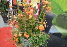 Diamantina Opale Orange Coral of DHM Innovation used in a combination. This dipladenia won the Best Innovation award 2016 at the IPM Essen. De Orange Coral kenmerkt zich door een nieuwe kleur. Hij is enigszins kleiner dan de standaard dipladenia types en de bloemen zijn gekleurd met oranje nuances. Het gebruik van de plant is vergelijkbaar met de Diamantina varieteiten die tot de Opaal series behoren.