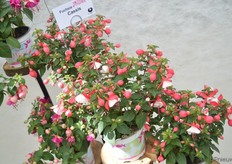 Fuchsia Cassis is een nieuwe toevoeging aan Brandkamp'sa Fuchsia Jollies assortiment. Het is een rood/wit gekleurde fuchsia met een staande groei eigenschap. Het is een vroeg bloeiend type.