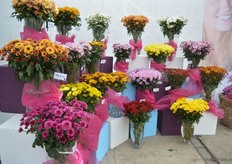 De brons/oranje en de paars gekleurde snij chrysant vooraan op de foto zijn twee mutaties van de Adana snij chrysant van Brandkamp. Ze hebben een reactietijd van 7 weken. Tijdens de FlowerTrials hadden deze variëteiten nog geen naam, maar in de nieuwe catalogus zullen ze met naam en al staan.