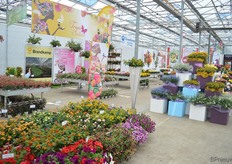 De FlowerTrials location van Brandkamp.