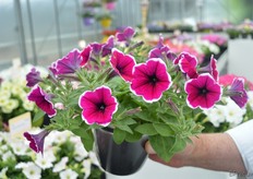 Petunia Ordy Purple Picotee Improved is a een nieuwe kleur toevoeging aan het petunia assortiment van Schneider Youngplants. Het is een hangende compacte petunia varieteit met een lange houdbaarheid.