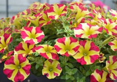Petunia Stars Queen Hearts Yellow-Red van Schneider Youngplants is een staande en compact groeiend petunia. De naam komt van het hartvormpjes in het bloemblad.