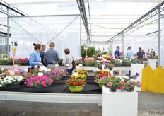 Bij Schneider Youngplants.