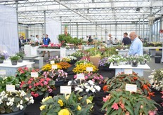 Bij Schneider Youngplants.