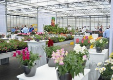 Bij Schneider Youngplants.