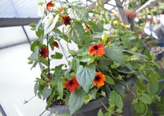 Thunbergia 'Sunny Susy' Beetractive Browny van Jonge Planten Grünewald. Deze thunbergia valt op door de bruine kleur van de bloemen. Deze varieteit is vorig jaar geintroduceerd.