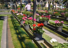 Het Pelargonium assortment van Jonge Planten Grünewald. Dit assortment was in kleinschalig op de markt gezet, maar dit jaar hebben ze een goede beschikbaarheid van dit product.