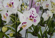 Een andere noviteit van Bock Bio Science is de Phalaenopsis genaamd Bingo. Ook dit is een nieuwe kleur toevoeging in het harlequin assortiment.