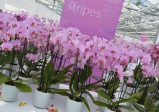 Rosamund is een nieuwe gestreepte phalaenopsis van Bock Bio Science. Het rechtopstaande blad is wat deze varieteit speciaal maake. Daarnaast vertakt het gemakkelijk en produceert het veel knoppen.