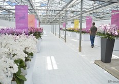 De variëteiten van Bock Bio Science gepresenteerd op de locatie van Jonge Planten Grünewald in 's-Gravenzande.