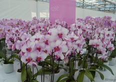 De Oh-la-la is een nieuwe 'rose' varieteit van Bock Bio Science. De houdbaarheid en de kleur maakt deze variëteit,volgens Hoogenboom, speciaal.