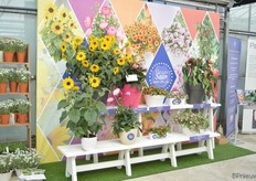De genomineerde varieteiten voor de FleuroStar Awards Jonge Planten Grünewald. (The Calibrachoa MiniFamous Double PinkTastic of Selecta one won received the FleuroStar Award 2017/1 on Thursday June 15, 2017)