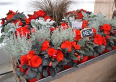 De Nonstop Mocca Red van Benary is een nieuwe kleur in de Nonstop Mocca serie.